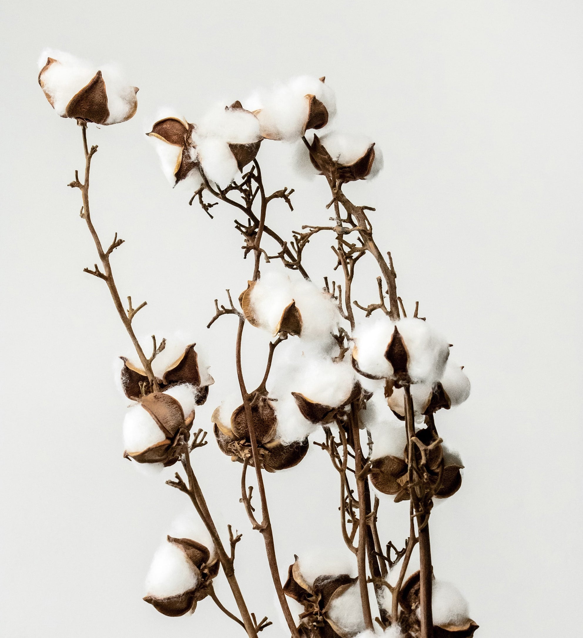 Le coton bio, matière végétale naturelle, l'armoire poéthique